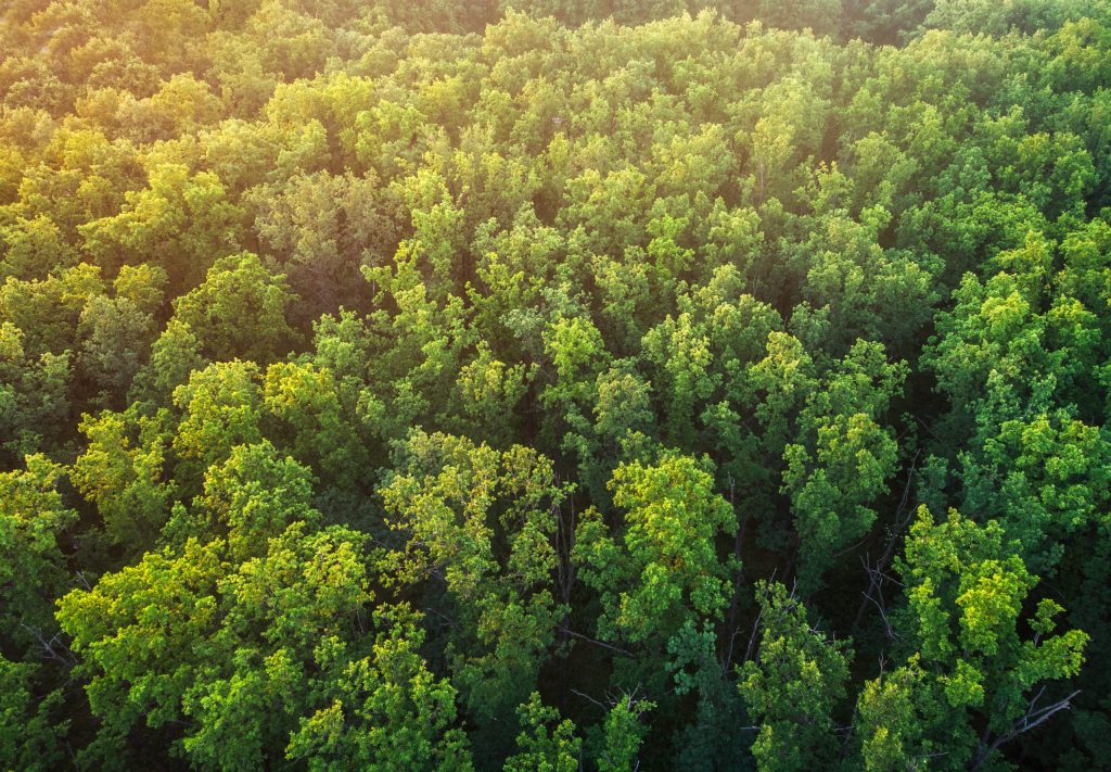 The,Tops,Of,An,Oak,Forest.,A,View,Of,The